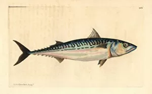Naturalist Gallery: Atlantic mackerel, Scomber scombrus