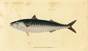 Mackerel Prints: Atlantic mackerel, Scomber scombrus