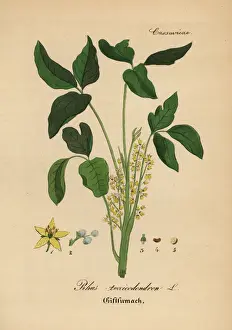 Atlantic poison oak, Toxicodendron pubescens