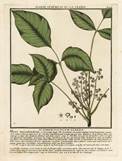 Atlantic poison oak, Toxicodendron pubescens