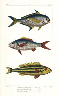 Germain Gallery: Atlantic pomfret, deep-bodied mojarra