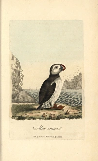 Alca Gallery: Atlantic puffin, Alca arctica