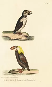 Oeuvres Collection: Atlantic puffin and tufted puffin