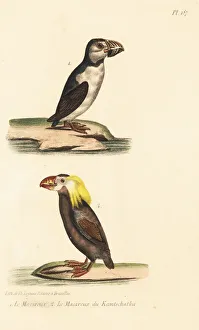 Arctica Gallery: Atlantic puffin and tufted puffin
