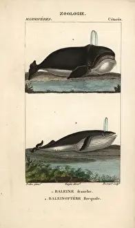 Atlantic right whale, Eubalaena glacialis