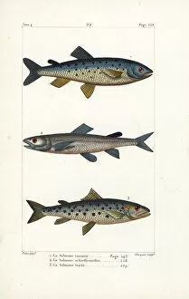 Germain Gallery: Atlantic salmon, extinct silver salmon and sea trout