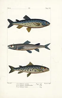 Germain Gallery: Atlantic salmon, extinct silver salmon and sea trout