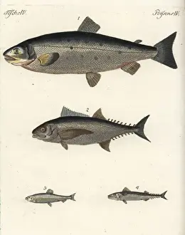 Ichthyology Prints: Atlantic salmon, tuna, herring and mackerel