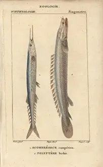 Cloquet Prints: Atlantic saury, Scomberesox saurus, and Nile