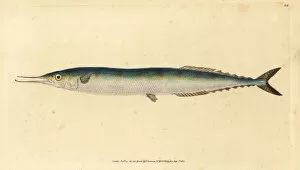 Skipper Collection: Atlantic saury, Scomberesox saurus saurus