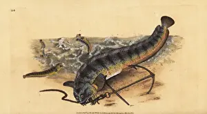 Lupus Prints: Atlantic seawolf or striped sea wolf, Anarhichas lupus