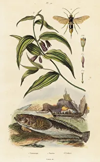Wasp Prints: Atlantic stargazer, wood wasp and Chinese Fairy Bells