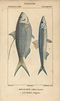 Anchovy Gallery: Atlantic thread herring, Opisthonema oglinum