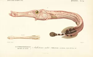 Oudet Gallery: Atlantic trumpetfish, Aulostomus maculatus