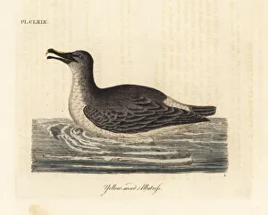 Albatross Gallery: Atlantic yellow-nosed albatross, Thalassarche