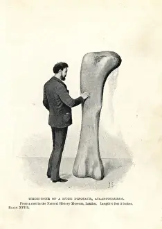 Atlantosaurus thigh bone