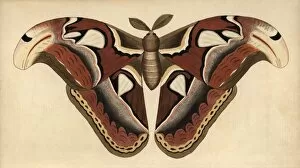 Attacus Collection: Atlas moth, Attacus atlas
