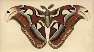 Polydore Prints: Atlas moth, Attacus atlas