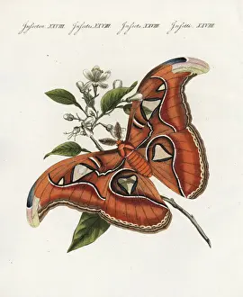 Atlas moth, Attacus atlas
