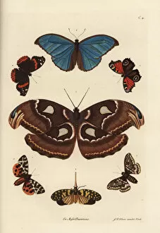 Attacus Collection: Atlas moth, blue morpho, lanternfly, and European
