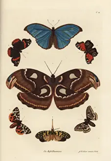 Naturalien Cabinet Prints: Atlas moth, blue morpho, lanternfly, and European