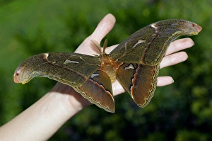 Images Dated 17th January 2008: Atlas Moth - male (has feathery antennae used for