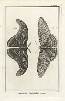 Encyclopedia Prints: Atlas moth and white witch moth