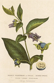 Atropa Gallery: Atropa Belladonna