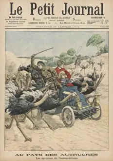Attacked by Ostriches