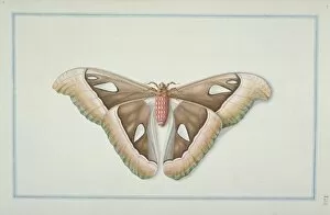 Attacus Collection: Attacus atlas, atlas moth