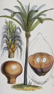 Attalea funifera C. Martius ex Sprengel, bahia piassaba palm