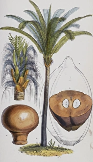 Attalea funifera C. Martius ex Sprengel, bahia piassaba palm Attalea funifera C. Martius ex Sprengel, bahia piassaba palm
