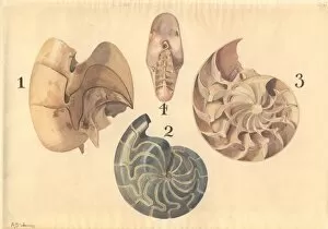 Woodward Gallery: Aturia sp. nautilus