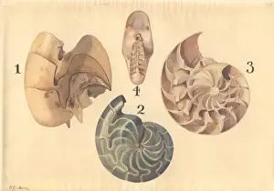 Nautilidae Prints: Aturia sp. nautilus