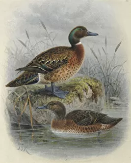 Anatidae Gallery: Auckland Island Teal (male) and Brown Teal