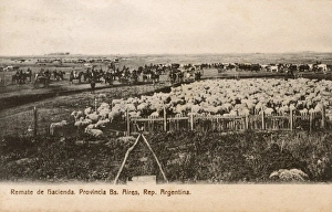 Live Stock Collection: Auction of an Argentinian Estate, Buenos Aires, Argentina