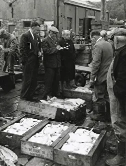 Auctioneering fish at a quayside market, an early morning scene at Oban, Argyllshire, Scotland. Date: 1950s