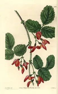 Augusta kennedia, Kennedia macrophylla Endangered