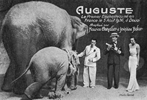 Auguste, the First Elephant ever born in France