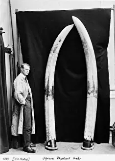 Elephantidae Collection: Augustus H. Bishop with elephant tusks, May 1912