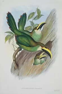 John Gould Gallery: Aulacorhamphus prasinus, emerald toucanet