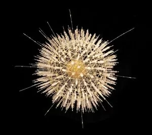 Protozoa Collection: Aulosphaera elegantissima, radiolarian