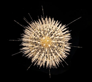 Rhizaria Collection: Aulosphaera elegantissima, radiolarian