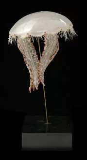 Blaschka Collection: Aurelia aurita, jellyfish