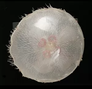 Images Dated 26th August 2005: Aurelia aurita, jellyfish model