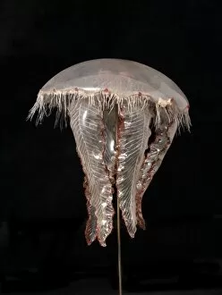 1822 1895 Collection: Aurelia aurita, jellyfish model