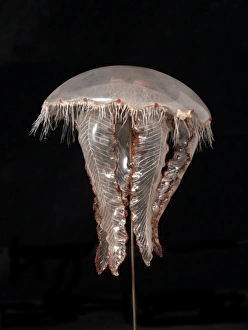 Images Dated 29th January 2004: Aurelia aurita, jellyfish model