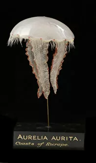 Images Dated 26th August 2005: Aurelia aurita, jellyfish model