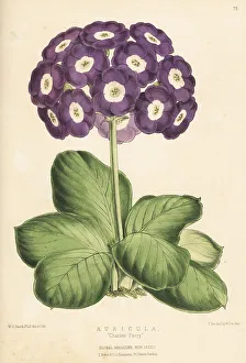 Auricula Charles Perry hybrid