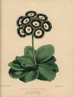 Auricula with green, black and white rosette